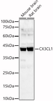 CX3CL1 antibody