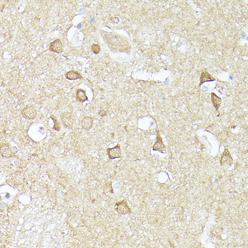 CX3CL1 antibody