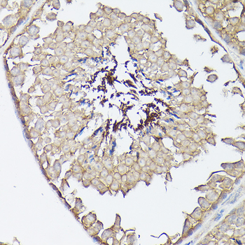 CX3CL1 antibody