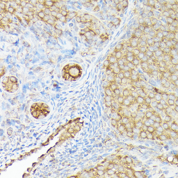 CX3CL1 antibody