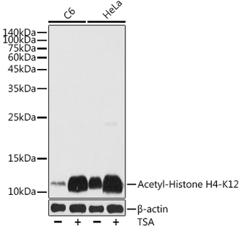 Acetyl-Histone H4-K12 antibody