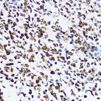 Acetyl-Histone H4-K12 antibody