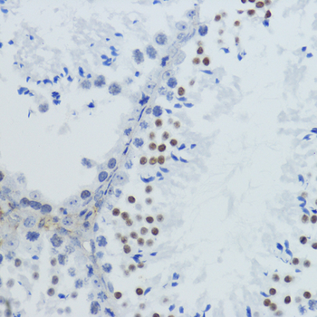 Acetyl-Histone H4-K12 antibody