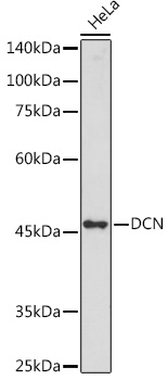 DCN antibody