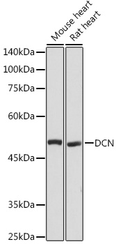 DCN antibody