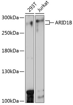 ARID1B antibody