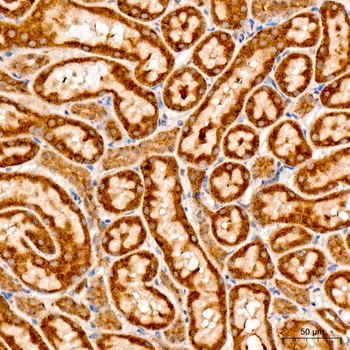 CHAC1 antibody