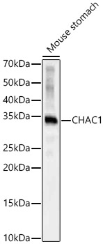 CHAC1 antibody