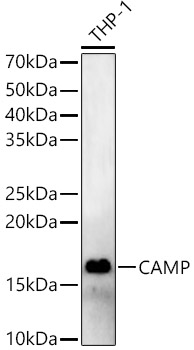 CAMP antibody