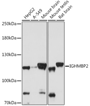 IGHMBP2 antibody