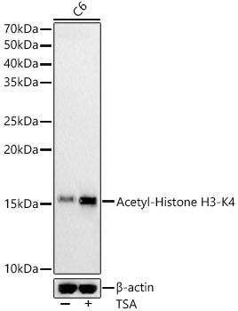 Acetyl-Histone H3-K4 antibody