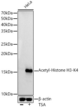 Acetyl-Histone H3-K4 antibody