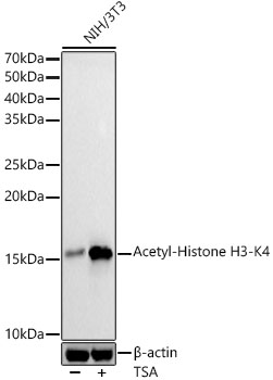 Acetyl-Histone H3-K4 antibody