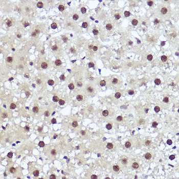 WBP11 antibody