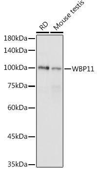 WBP11 antibody