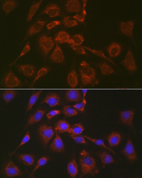 BOK antibody