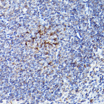 BOK antibody