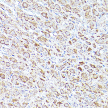 BOK antibody