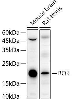 BOK antibody