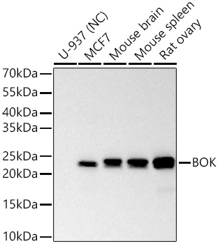 BOK antibody