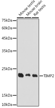 TIMP2 antibody