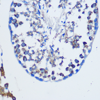 TGN46 antibody