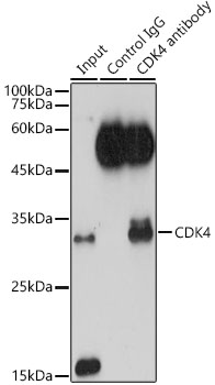 CDK4 antibody