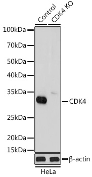 CDK4 antibody