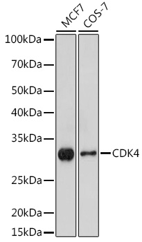 CDK4 antibody