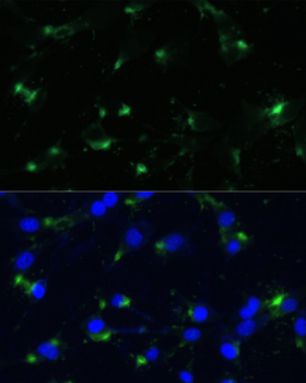 ENO1 antibody