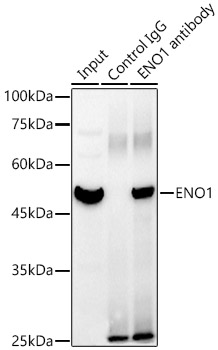 ENO1 antibody