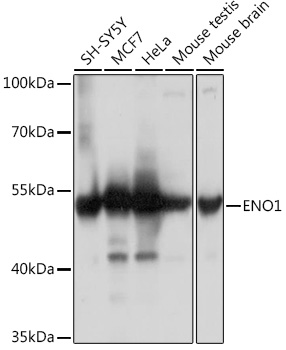 ENO1 antibody