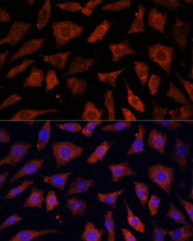 PDE6G antibody