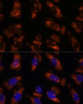 PDE6G antibody