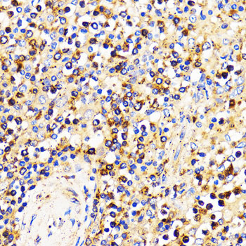 CXCR2 antibody