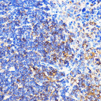 CXCR2 antibody