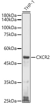 CXCR2 antibody