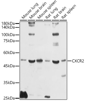 CXCR2 antibody