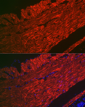 ACTA2 antibody