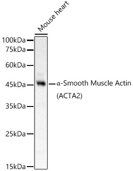 ACTA2 antibody