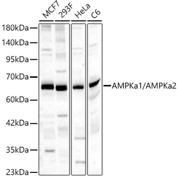 AMPKa1 antibody