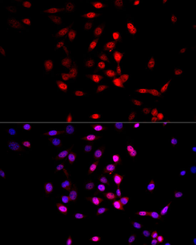 AMPKa1 antibody