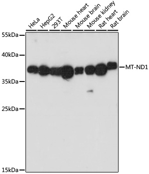 MT-ND1 antibody