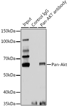 Pan-AKT antibody