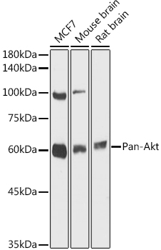 Pan-AKT antibody