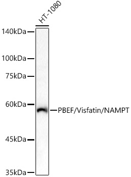 Visfatin 1 antibody