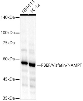 Visfatin 1 antibody