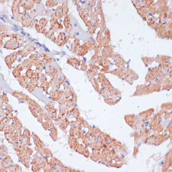 ARRB1 antibody