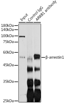 ARRB1 antibody