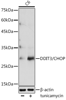 DDIT3 antibody